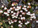 Harrimanella hypnoides