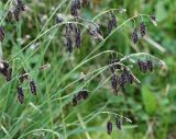 Carex aterrima