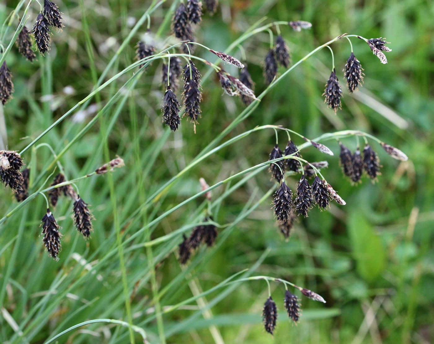 Изображение особи Carex aterrima.