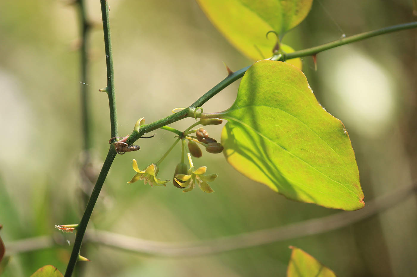 Image of Smilax excelsa specimen.