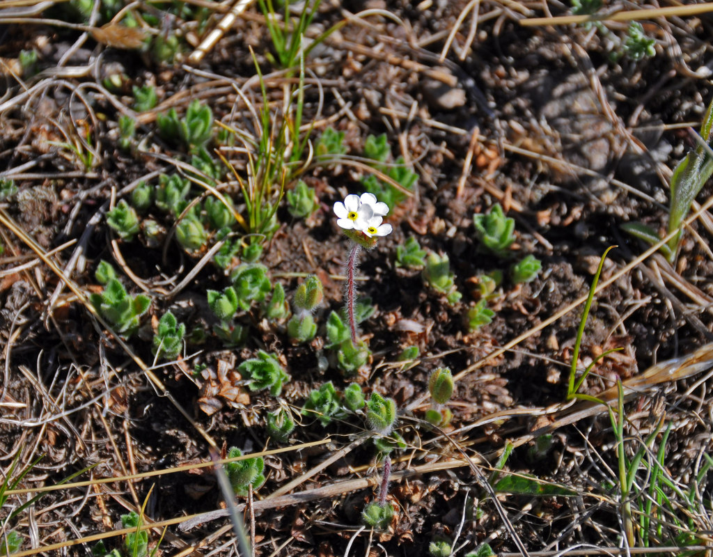 Image of Androsace lehmanniana specimen.