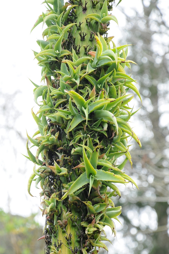 Image of Agave vilmoriniana specimen.