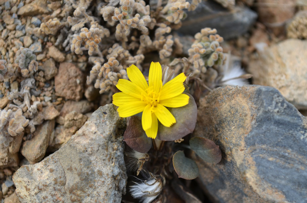 Изображение особи Crepis sogdiana.