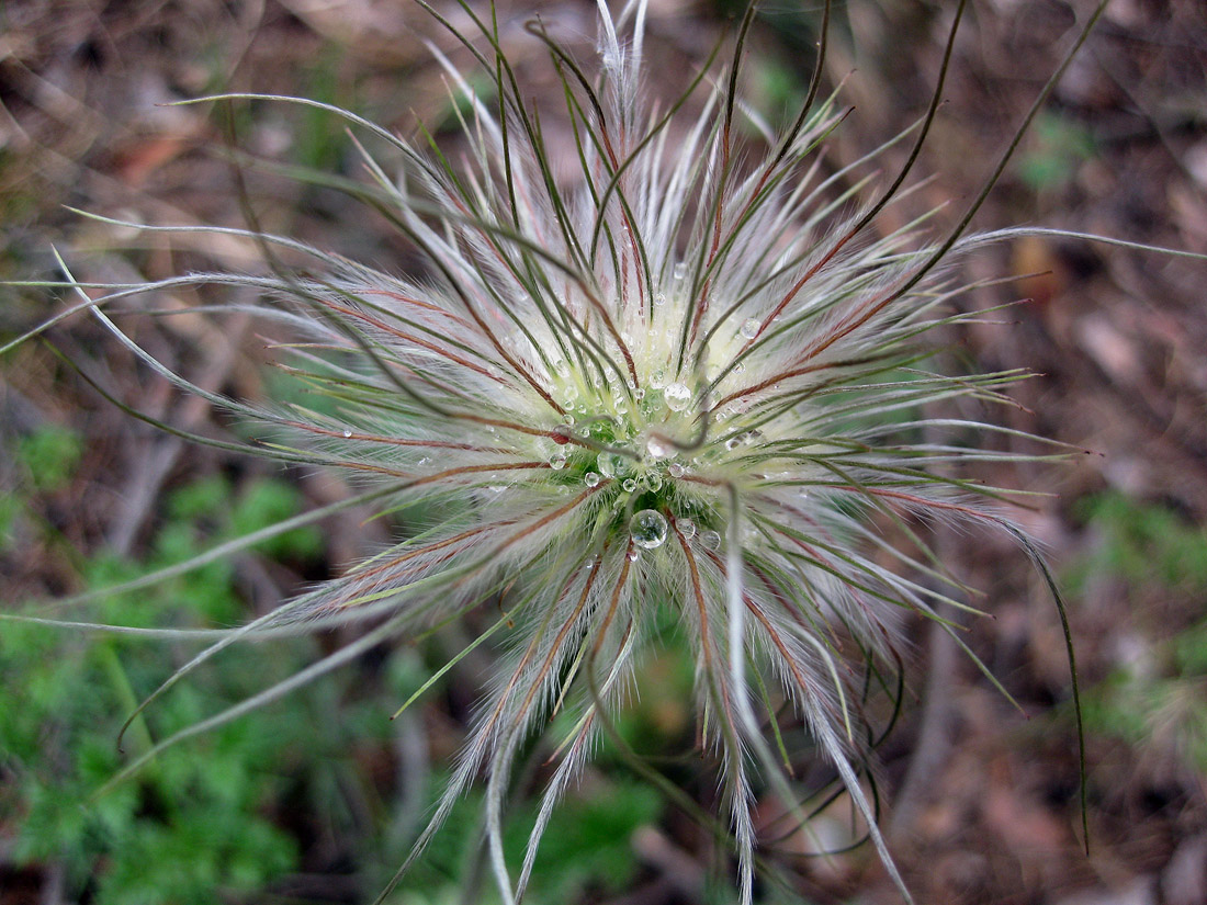 Изображение особи Pulsatilla pratensis.