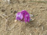 Oxytropis lanata