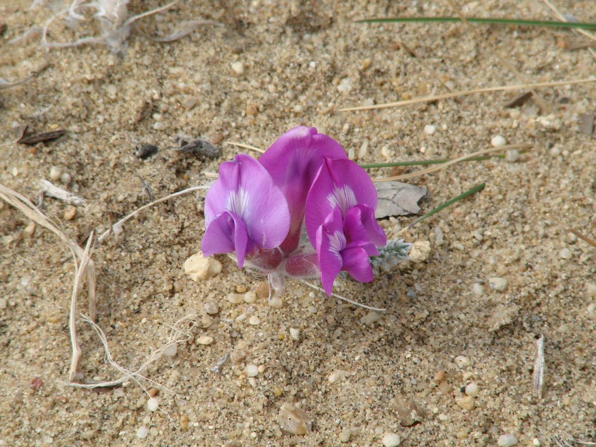 Image of Oxytropis lanata specimen.