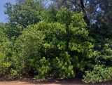 Hernandia nymphaeifolia. Цветущее и плодоносящее дерево. Малайзия, о-в Калимантан, национальный парк Бако, песчаный пляж. 09.05.2017.