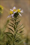 Galatella biflora