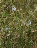 Veronica pinnata