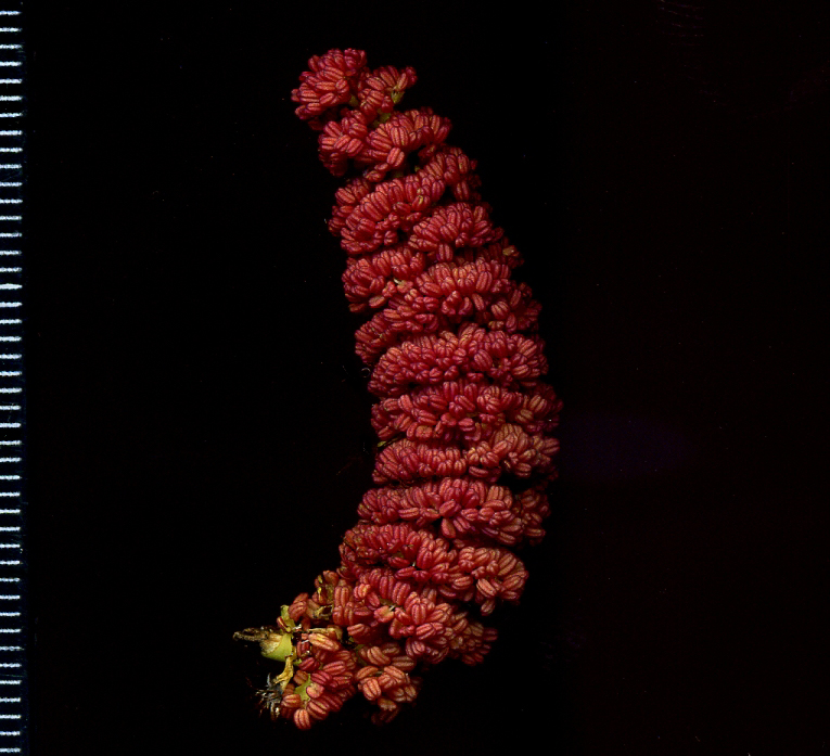 Image of Populus balsamifera specimen.