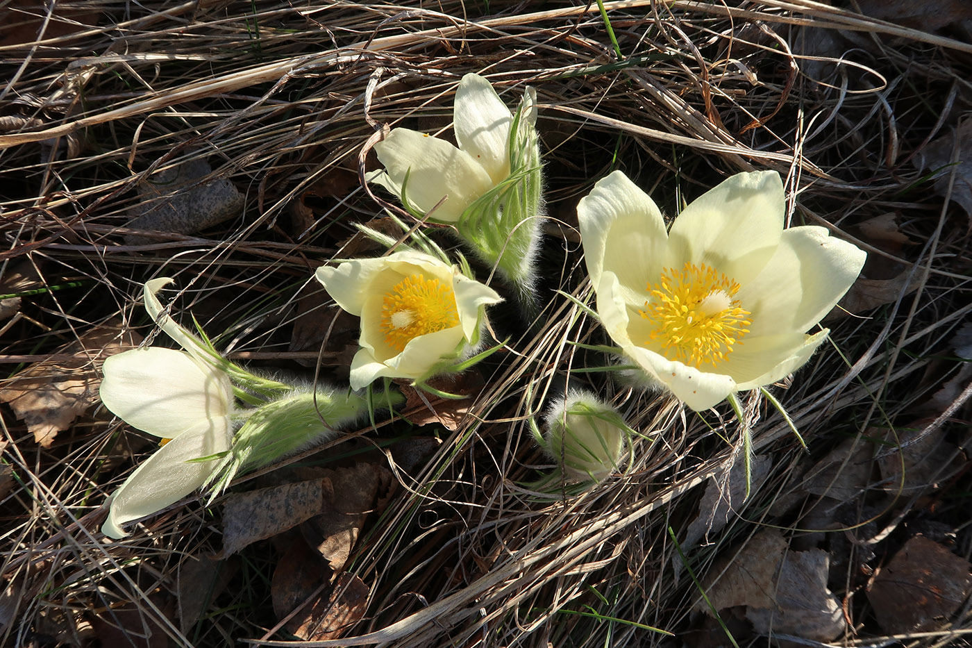 Image of Pulsatilla orientali-sibirica specimen.