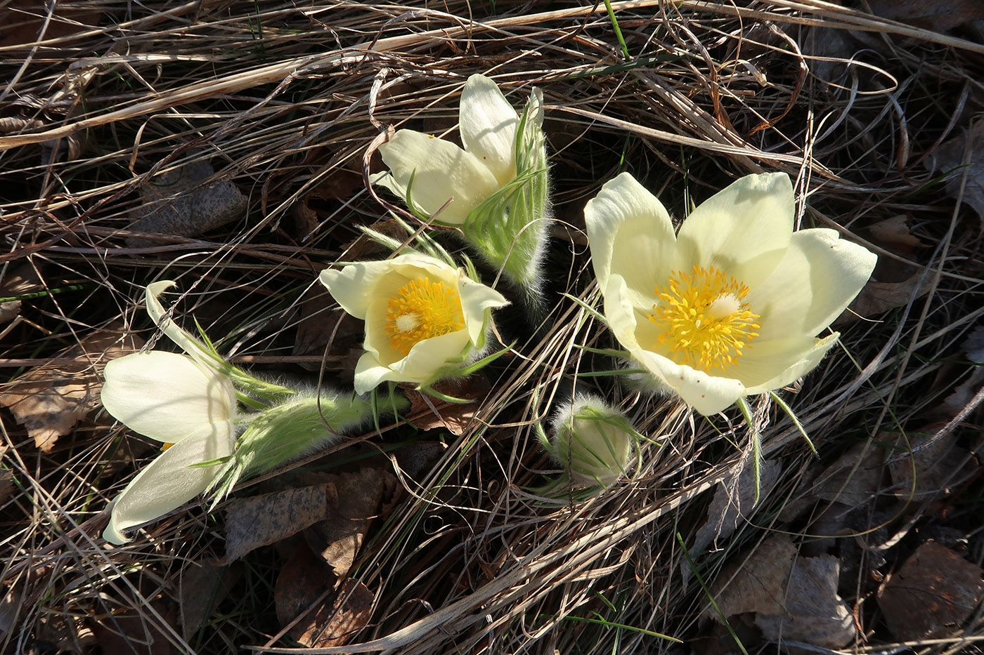 Изображение особи Pulsatilla orientali-sibirica.