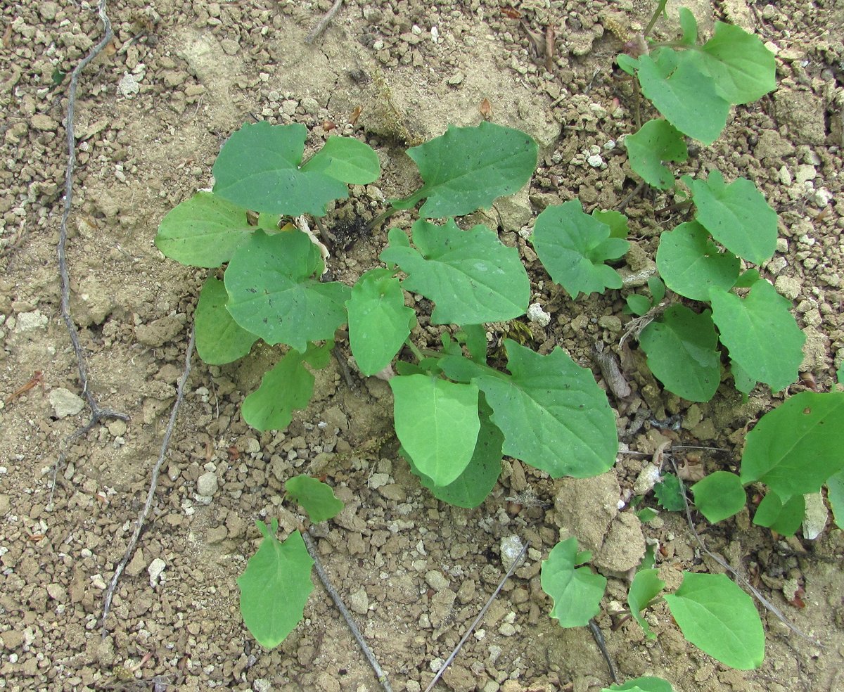 Изображение особи Calycocorsus tuberosus.