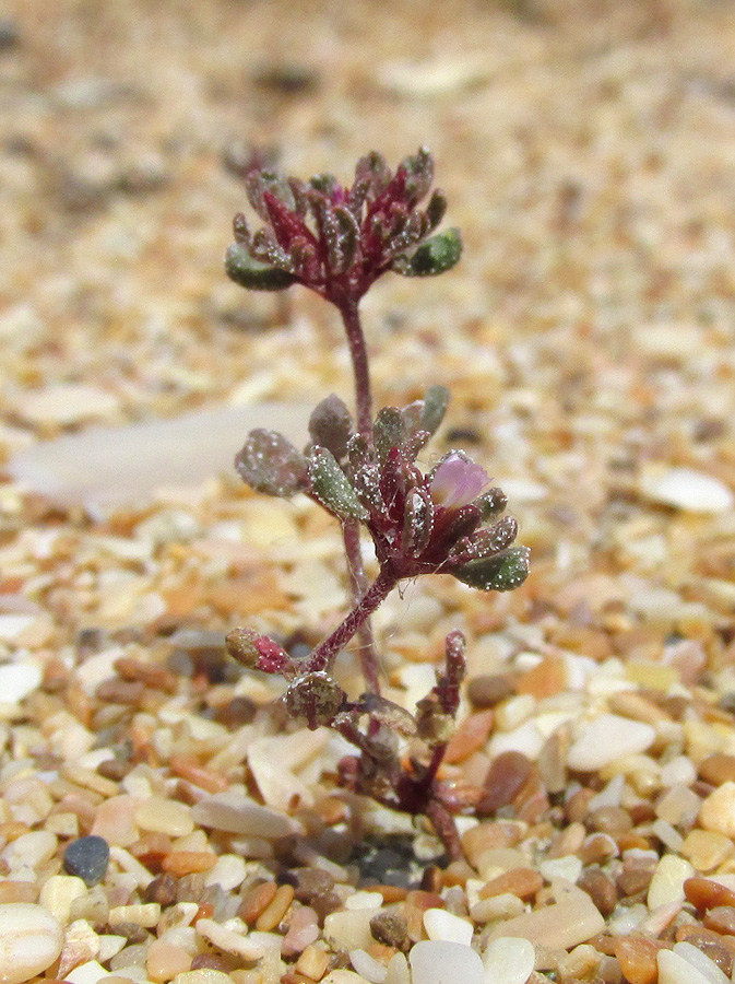 Image of Frankenia pulverulenta specimen.