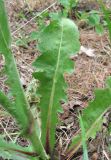 Crepis marschallii