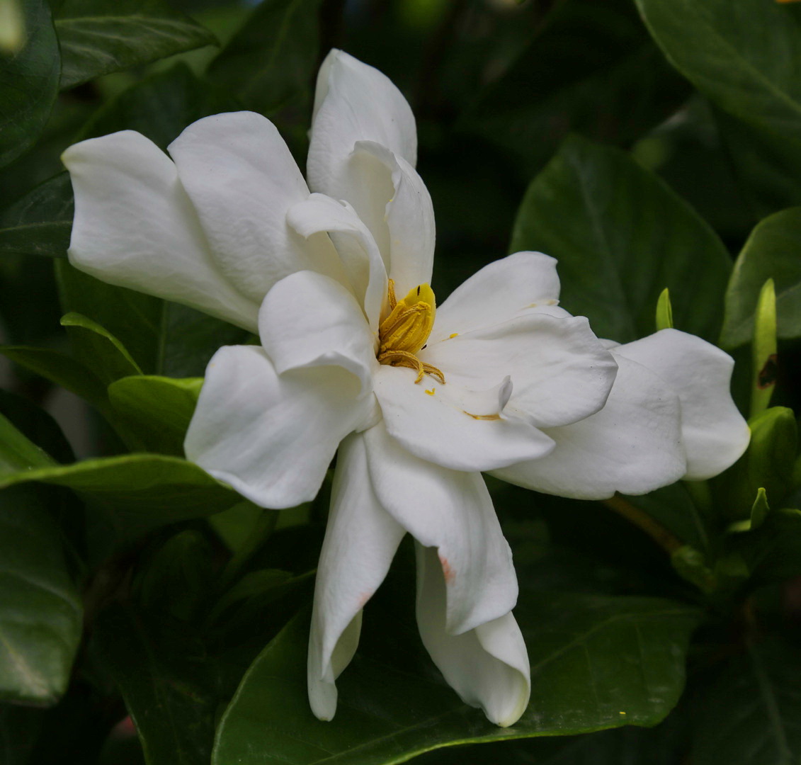 Image of Gardenia jasminoides specimen.