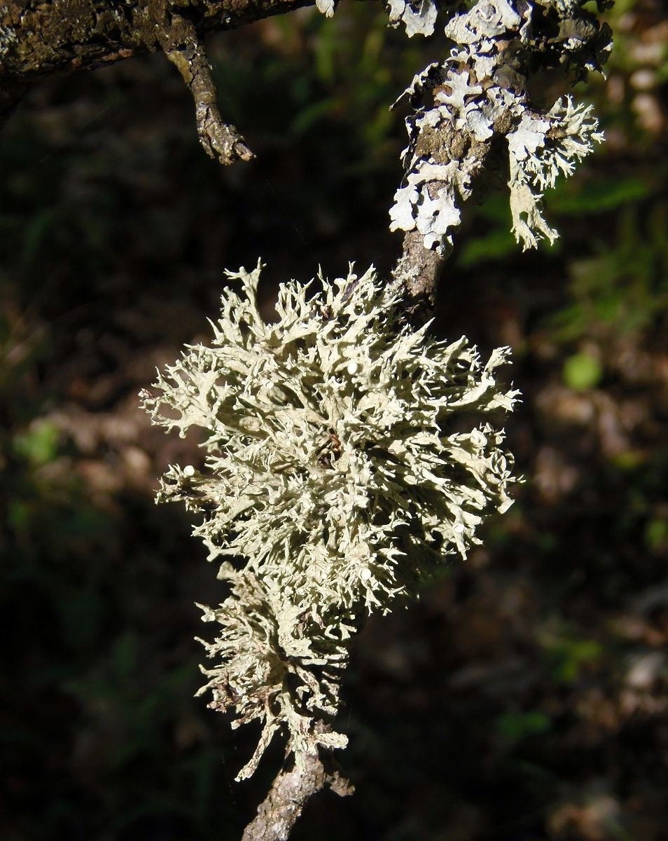 Изображение особи семейство Parmeliaceae.