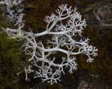 Cladonia stygia