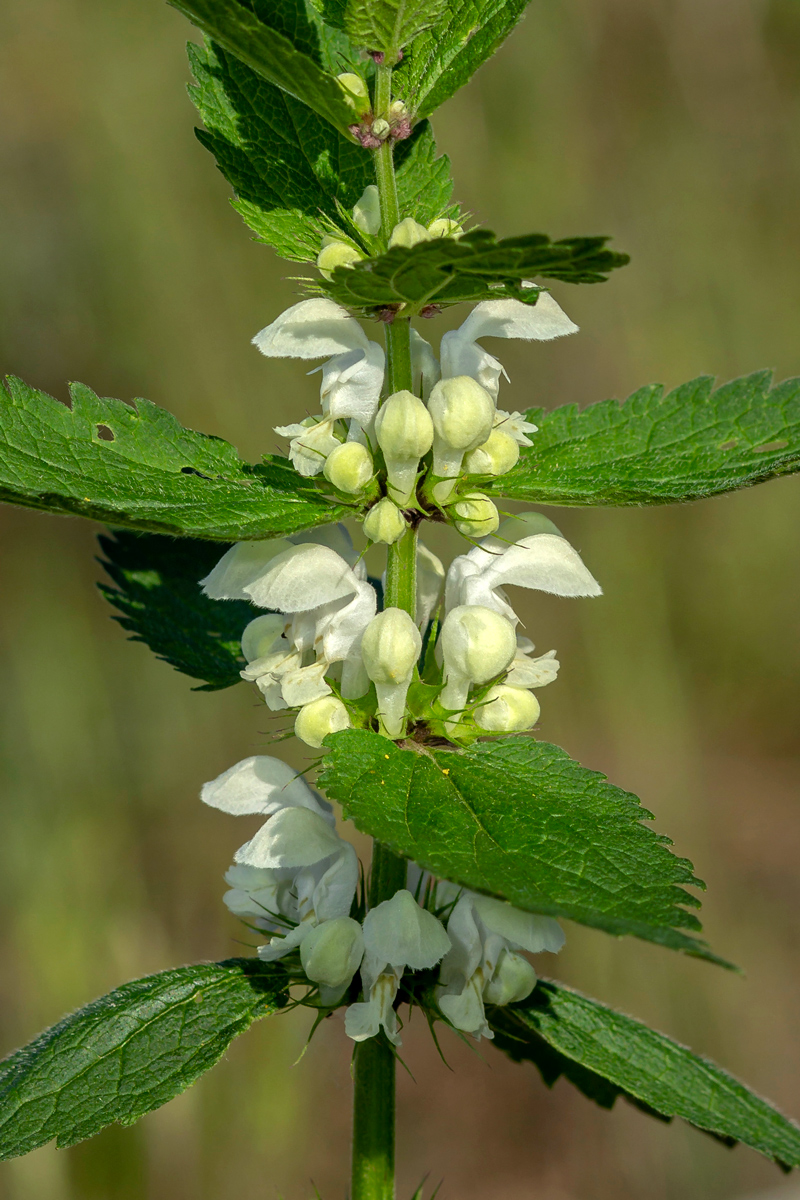 Image of Lamium album specimen.