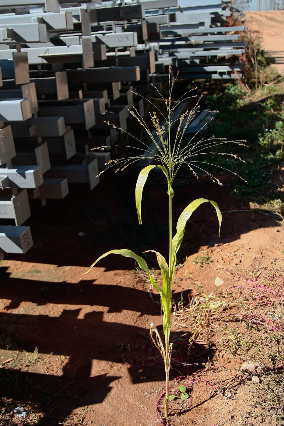 Image of Panicum miliaceum specimen.