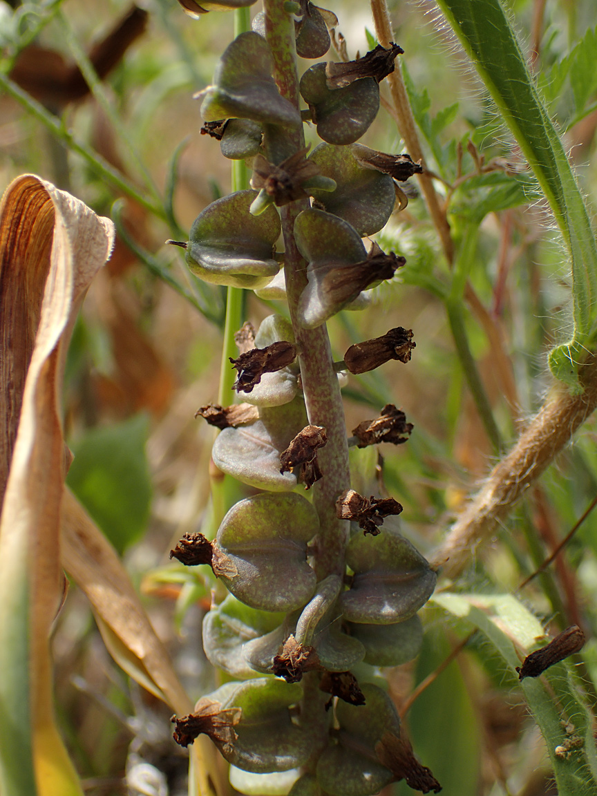 Image of genus Leopoldia specimen.