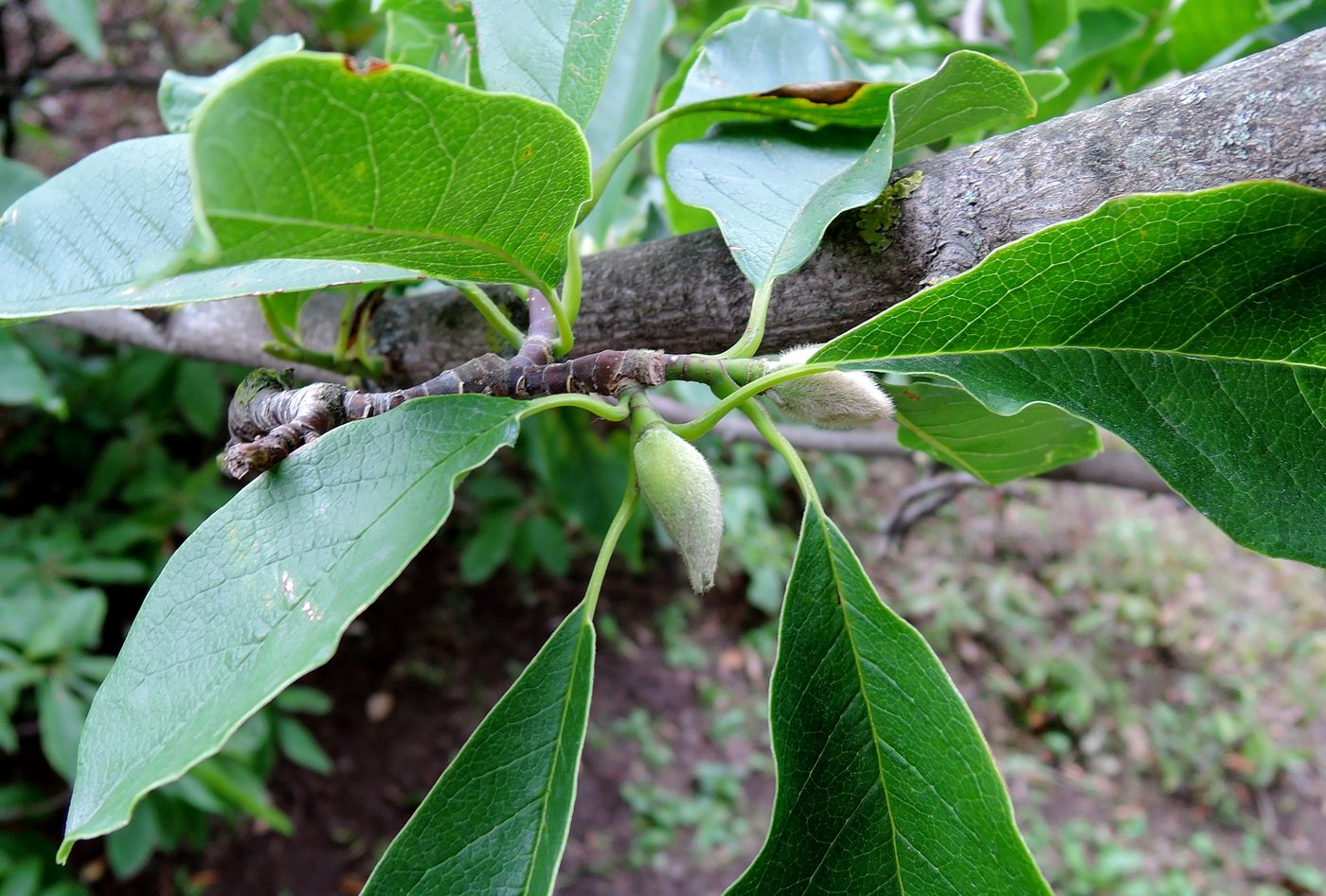 Image of Magnolia kobus specimen.