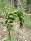 Epipactis helleborine. Разворачивающееся соцветие с бутонами. Южный Берег Крыма, Ялта, ущелье Уч-Кош. 06.06.2010.