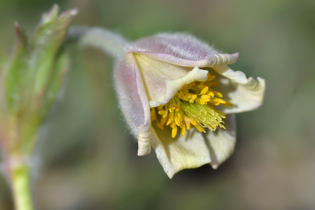 Image of Pulsatilla campanella specimen.