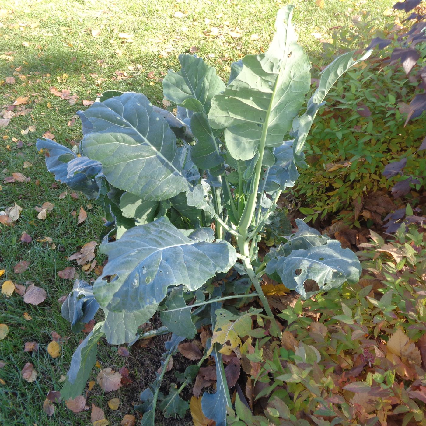 Изображение особи Brassica oleracea var. viridis.