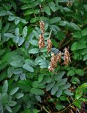 Astragalus frigidus