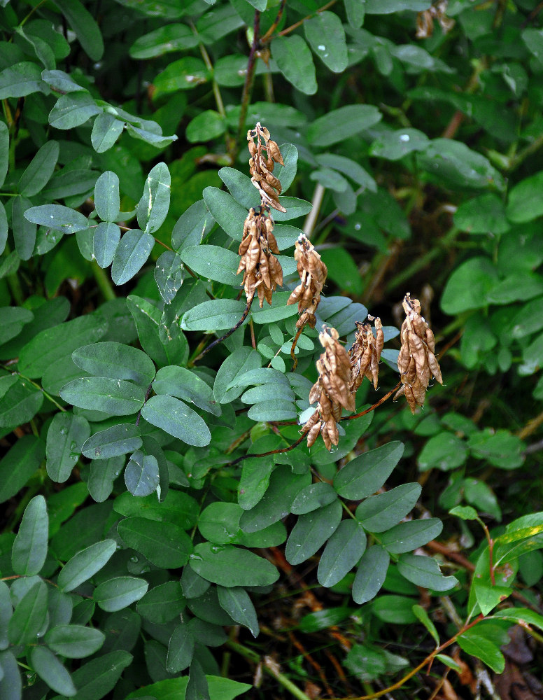 Изображение особи Astragalus frigidus.