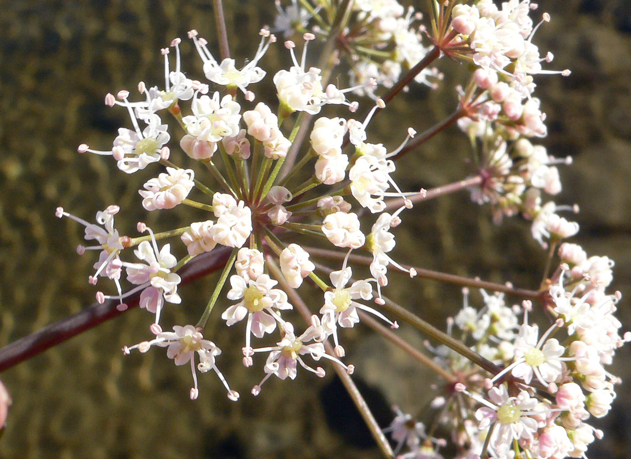 Image of Cicuta virosa specimen.