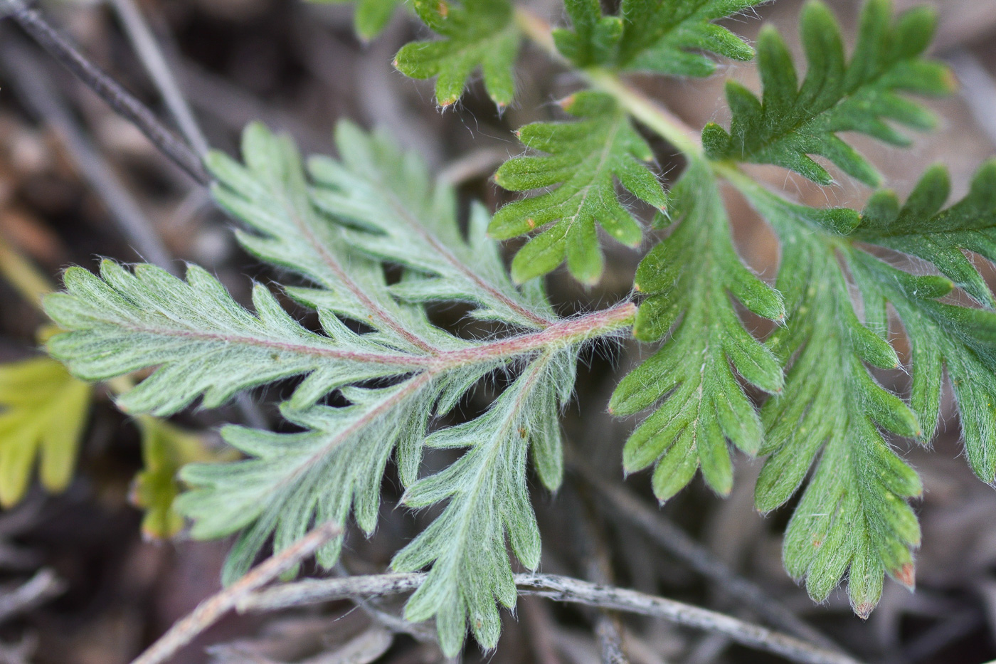 Image of genus Potentilla specimen.