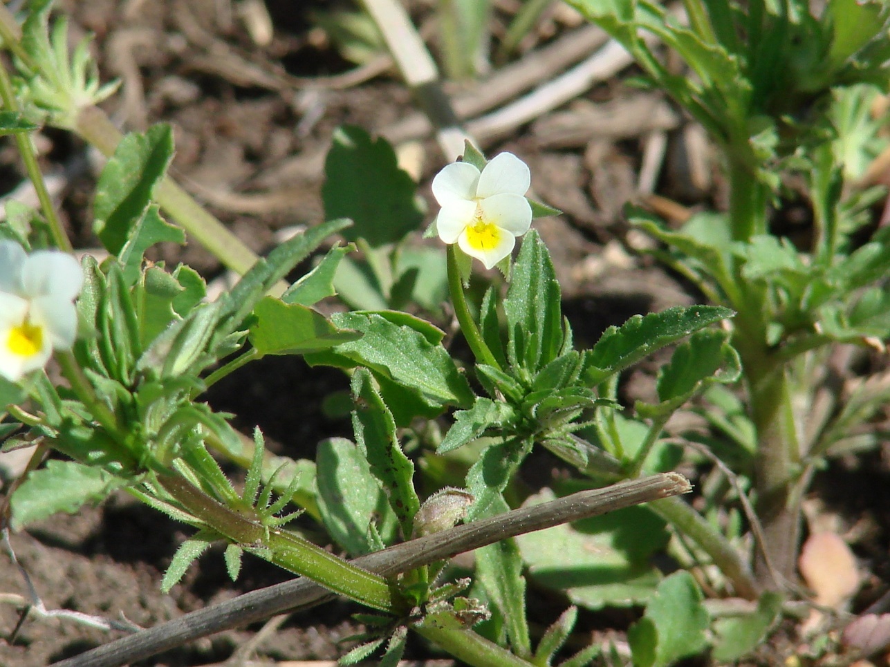 Изображение особи Viola arvensis.
