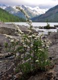 Spiraea flexuosa