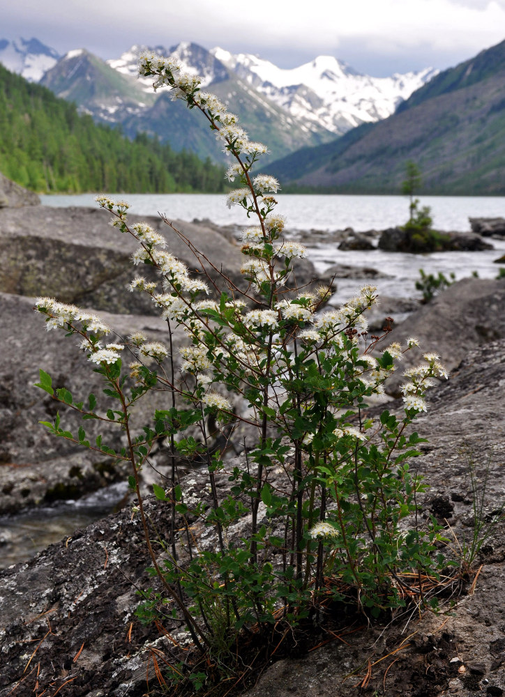 Image of Spiraea flexuosa specimen.