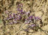 Limonium ferganense. Соцветие в цвету. Кыргызстан, Ошская обл., Карасуйский р-н, окр. аила Ак-Терек, между г. Ош и пос. Ноокат; Юго-Западный Тянь-Шань, Ферганская долина, сыртовая равнина на северном шлейфе Алайского хребта в междуречье Аравана и Ак-Бууры, перевал Дозгундован; подгорная пустыня на бедлендах, обнажение светлых гипсоносных пестроцветов, выс. 1400 м н.у.м. 20 августа 2018 г.