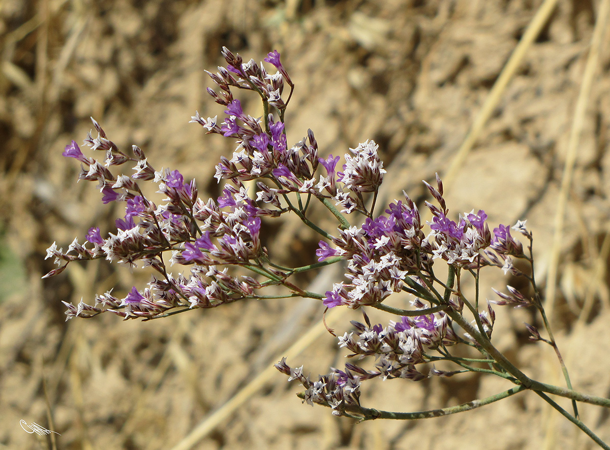 Изображение особи Limonium ferganense.