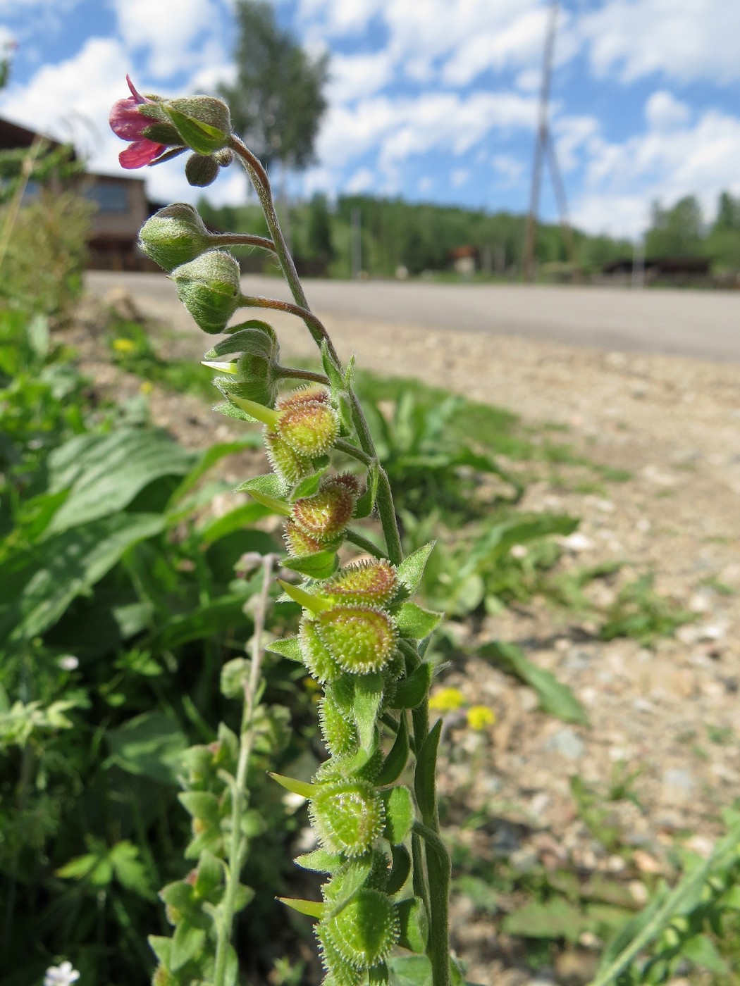 Изображение особи Cynoglossum officinale.