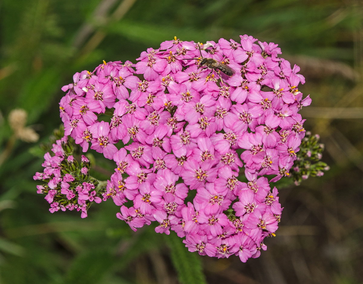 Image of Achillea asiatica specimen.