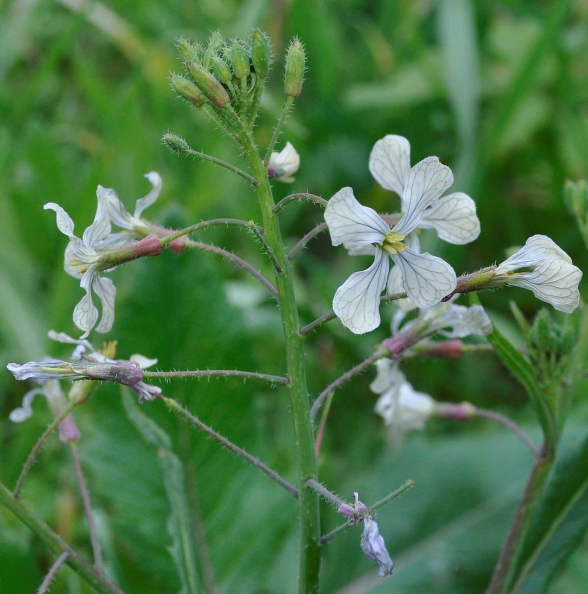 Изображение особи Raphanus raphanistrum.