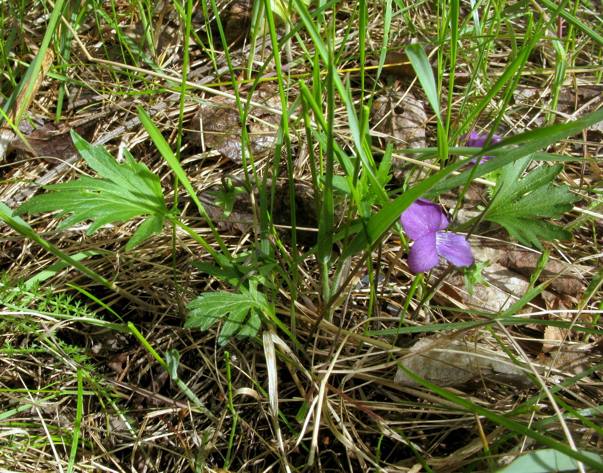 Изображение особи Viola tatianae.