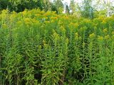 Solidago gigantea. Цветущие растения. Московская обл., Раменский р-н, пос. Кратово, долина р. Хрипанки, вырубка под ЛЭП. 17.08.2017.