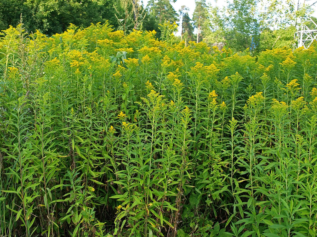 Изображение особи Solidago gigantea.