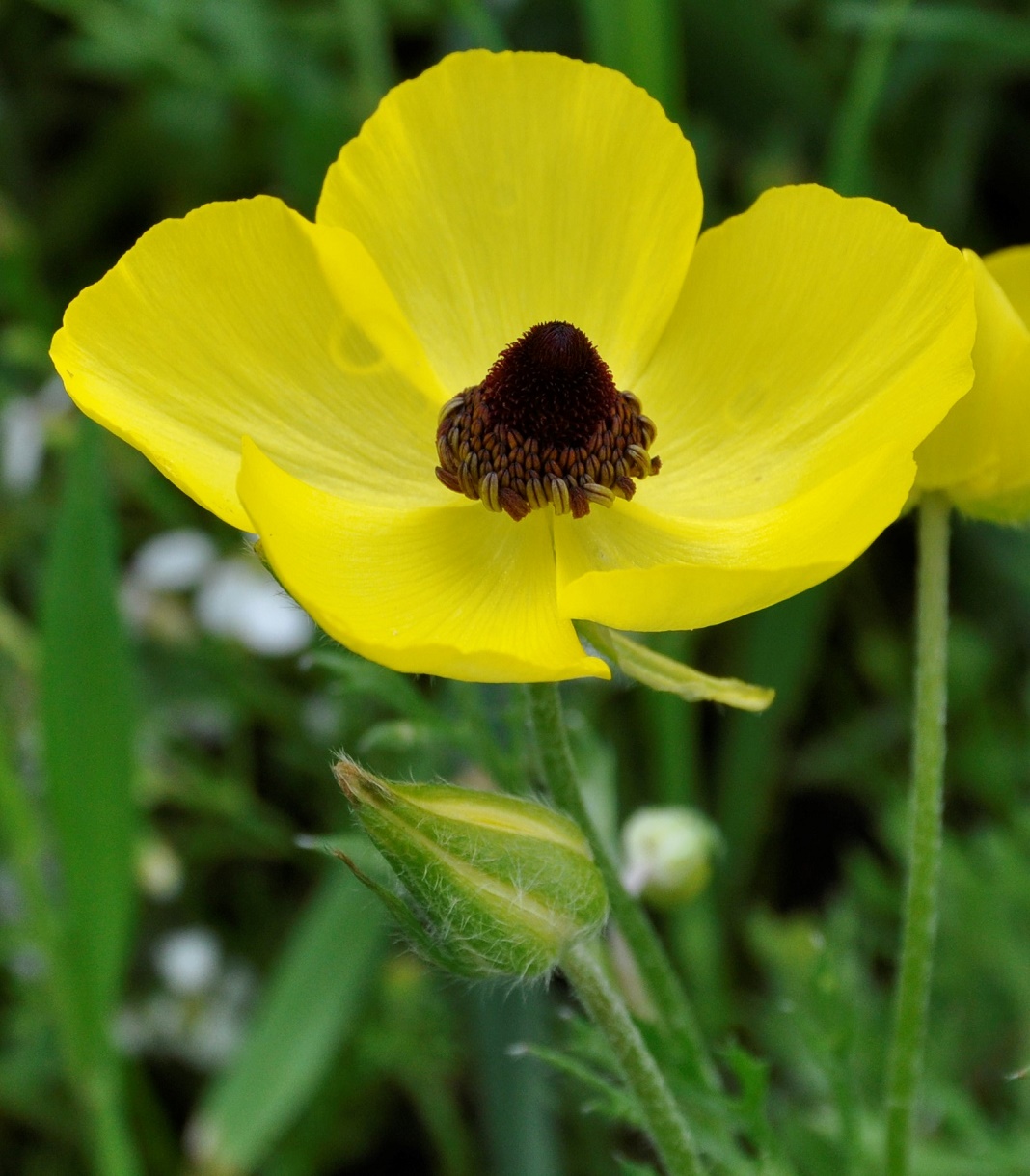 Image of Ranunculus asiaticus specimen.