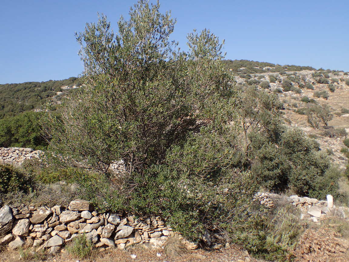 Image of Olea europaea specimen.