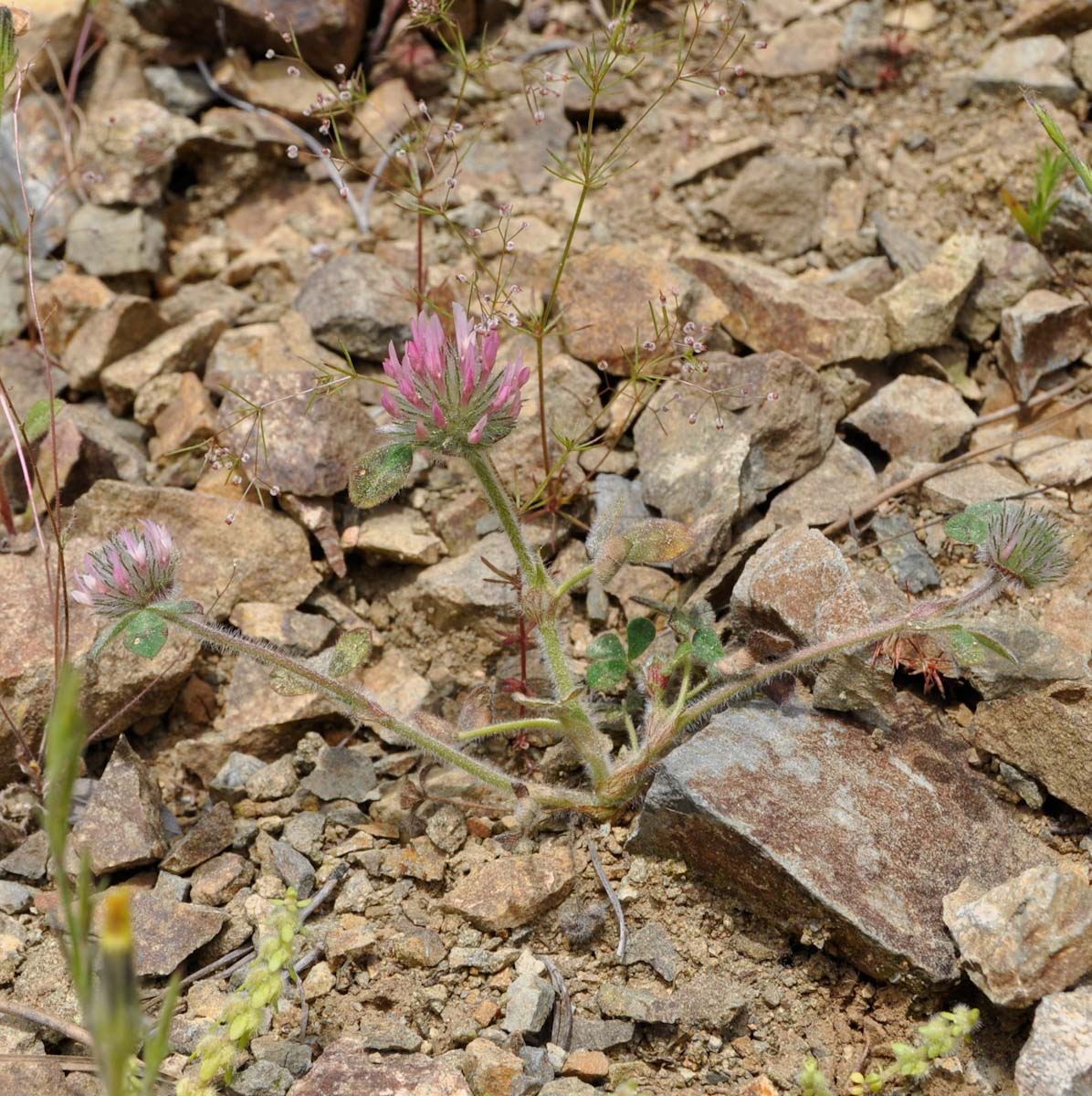 Изображение особи род Trifolium.