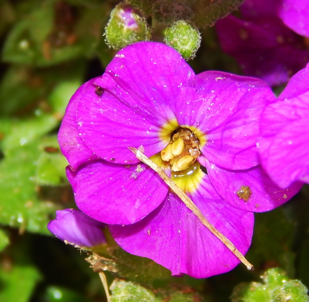 Image of genus Aubrieta specimen.