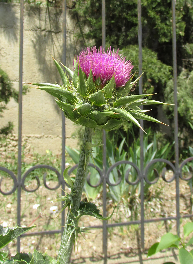 Image of Silybum marianum specimen.