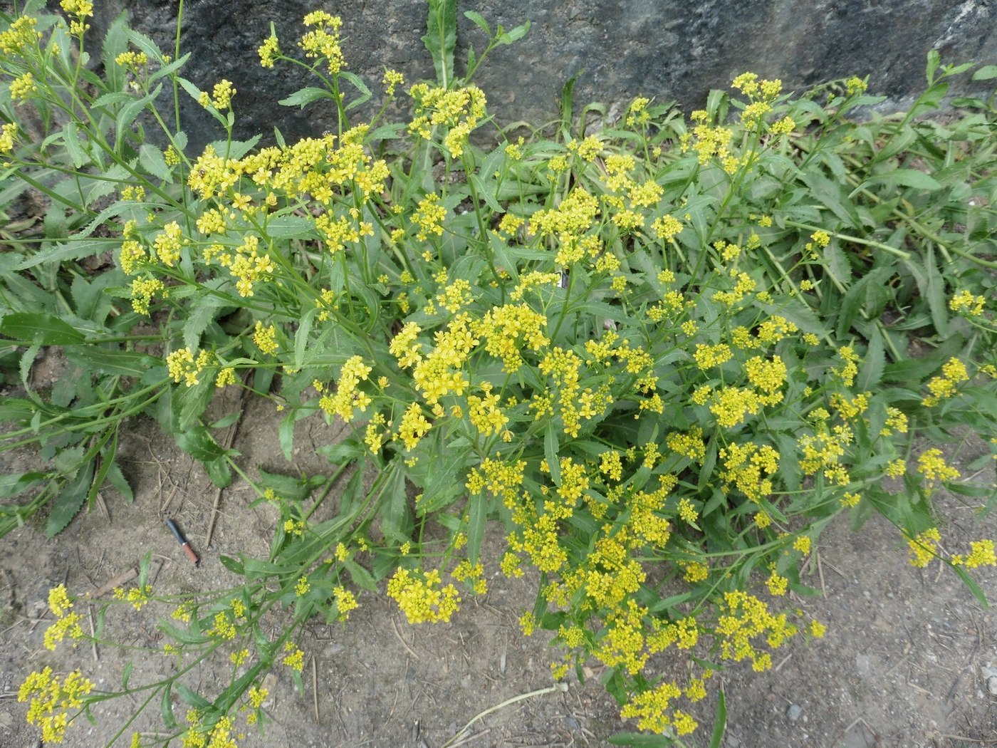 Image of Rorippa austriaca specimen.